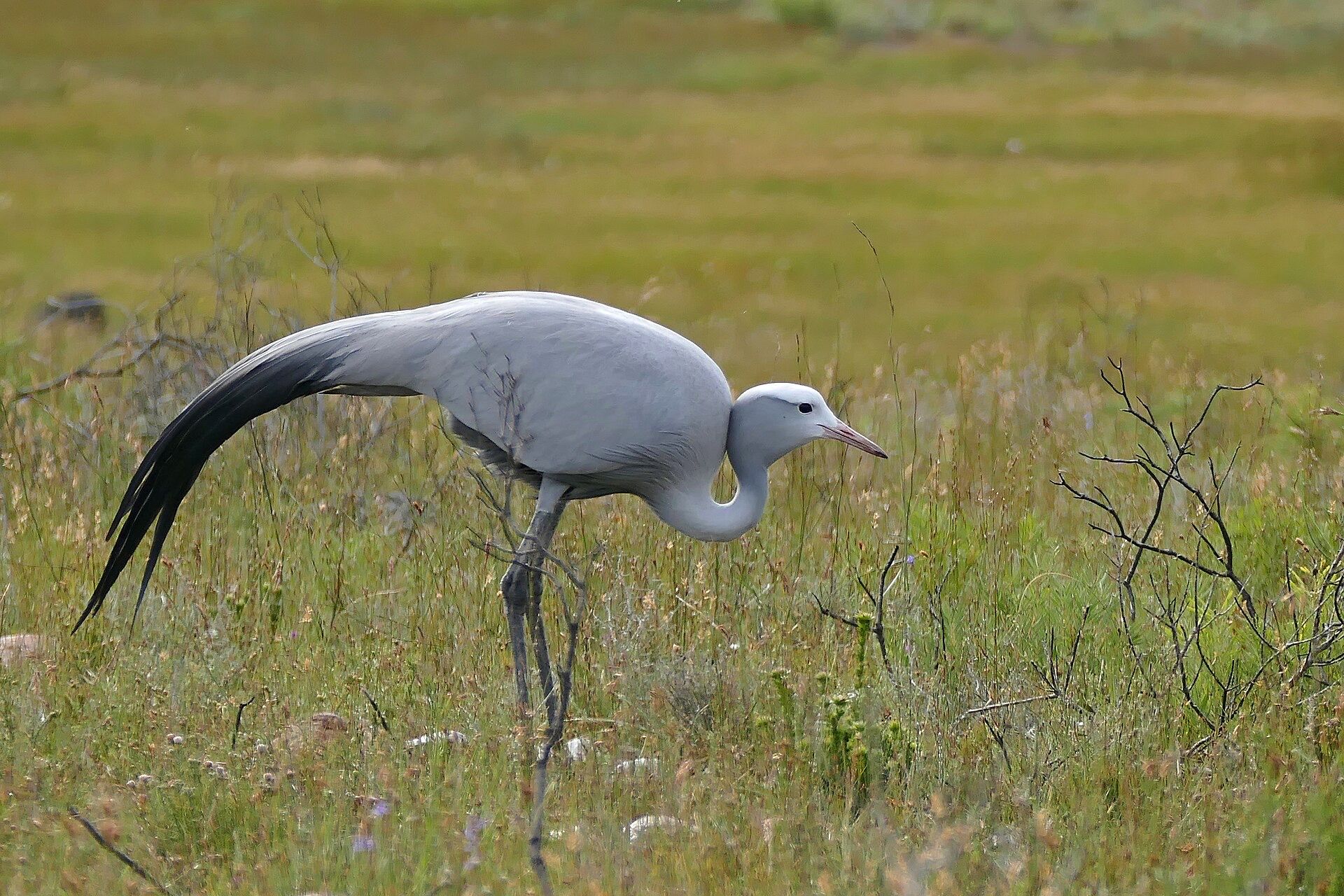 A blue crane walking through green grassland
