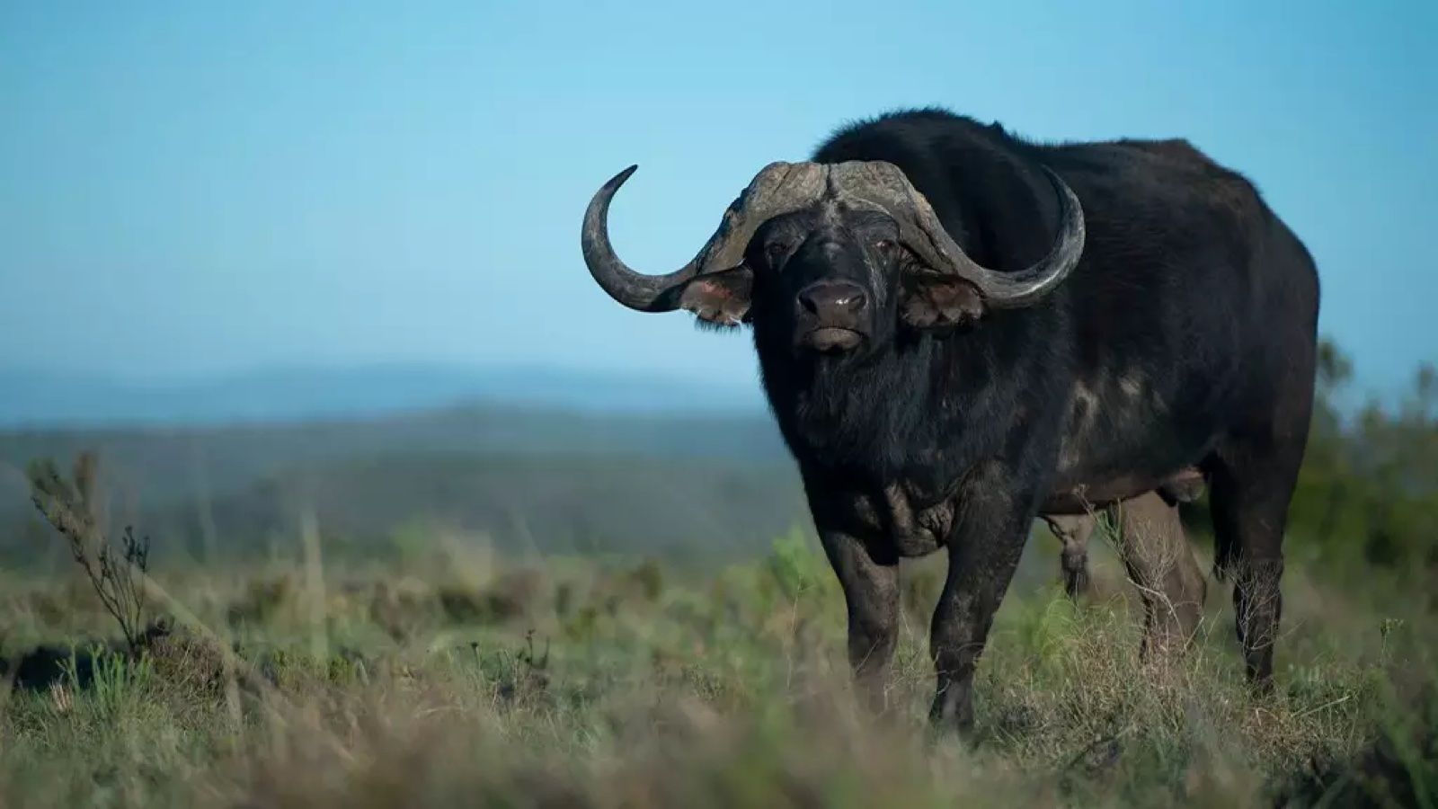 A Cape buffalo bull with heavy curved horns on open grassland at Shamwari