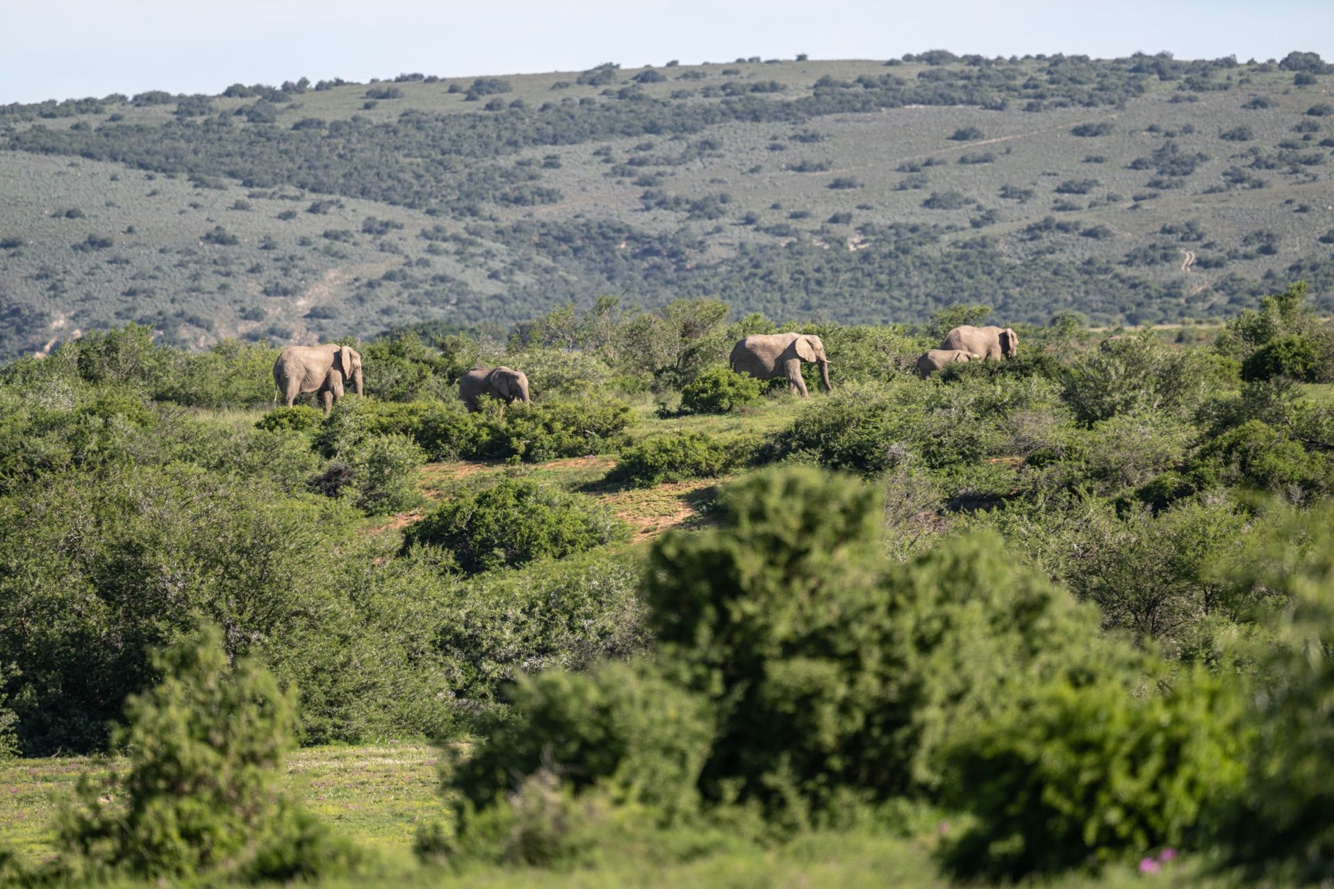 A herd of elephants moving through green thicket at Shamwari