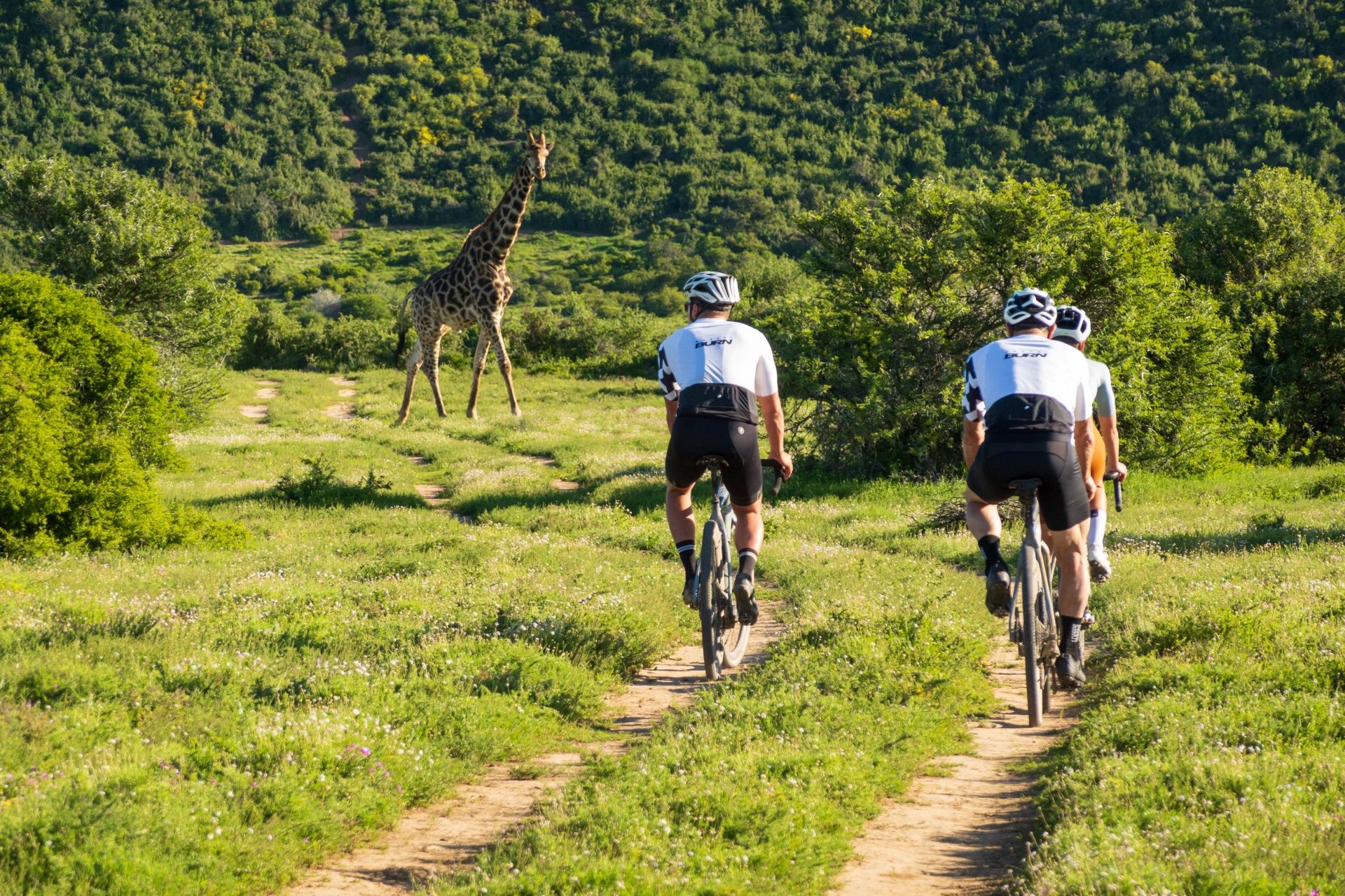 Two riders on a grassy track in Shamwari, with a giraffe ahead of them