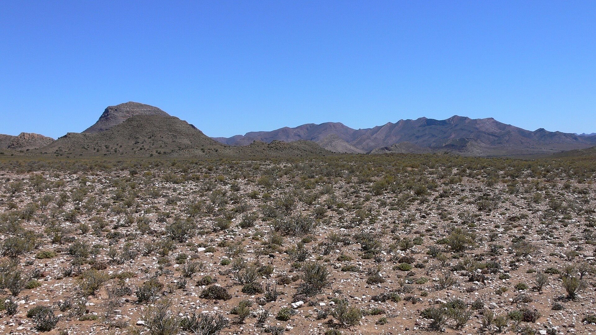 Low Karoo shrubs covering a stony plain below the mountains