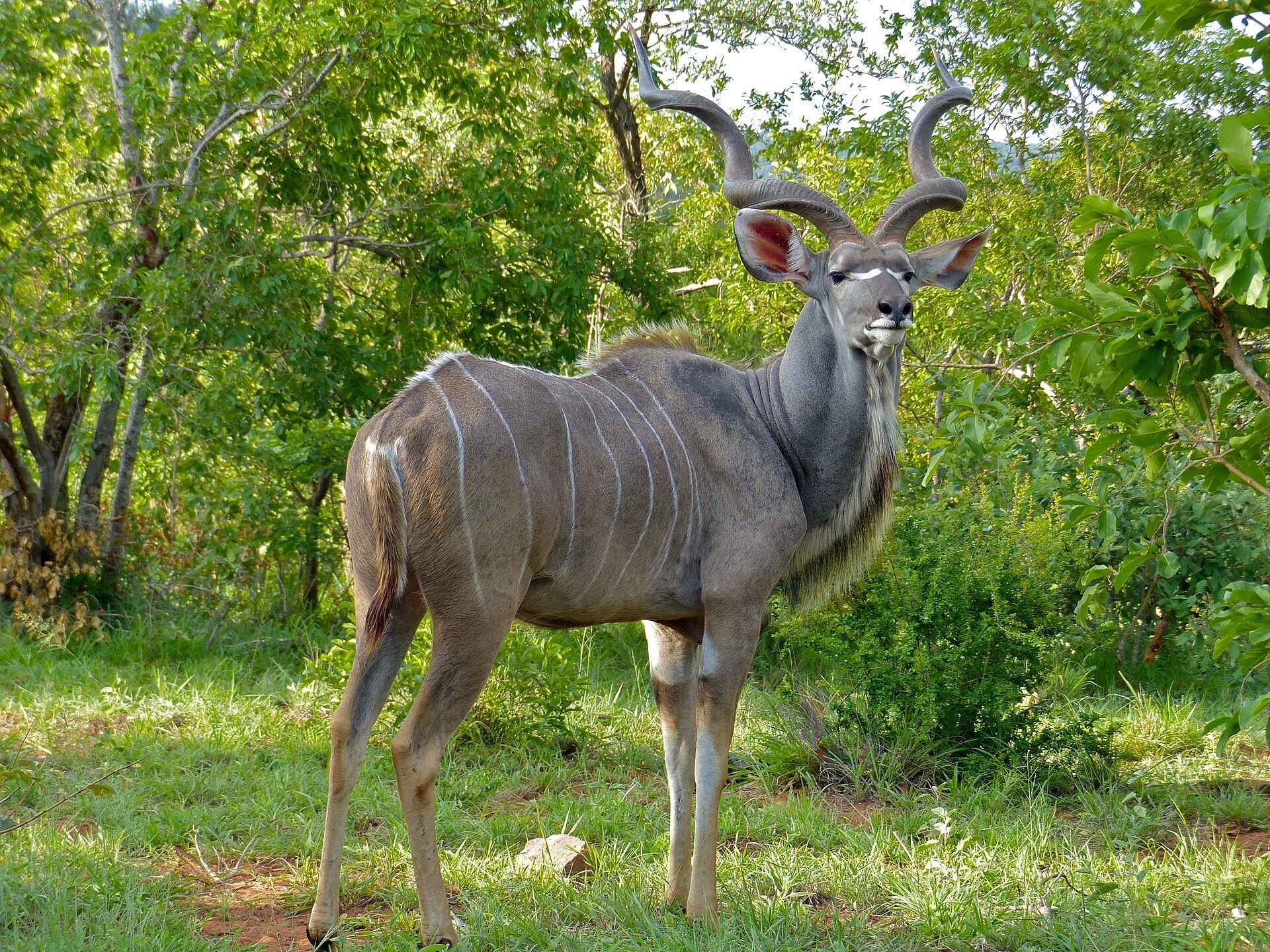 A kudu bull with long spiral horns among green bushes