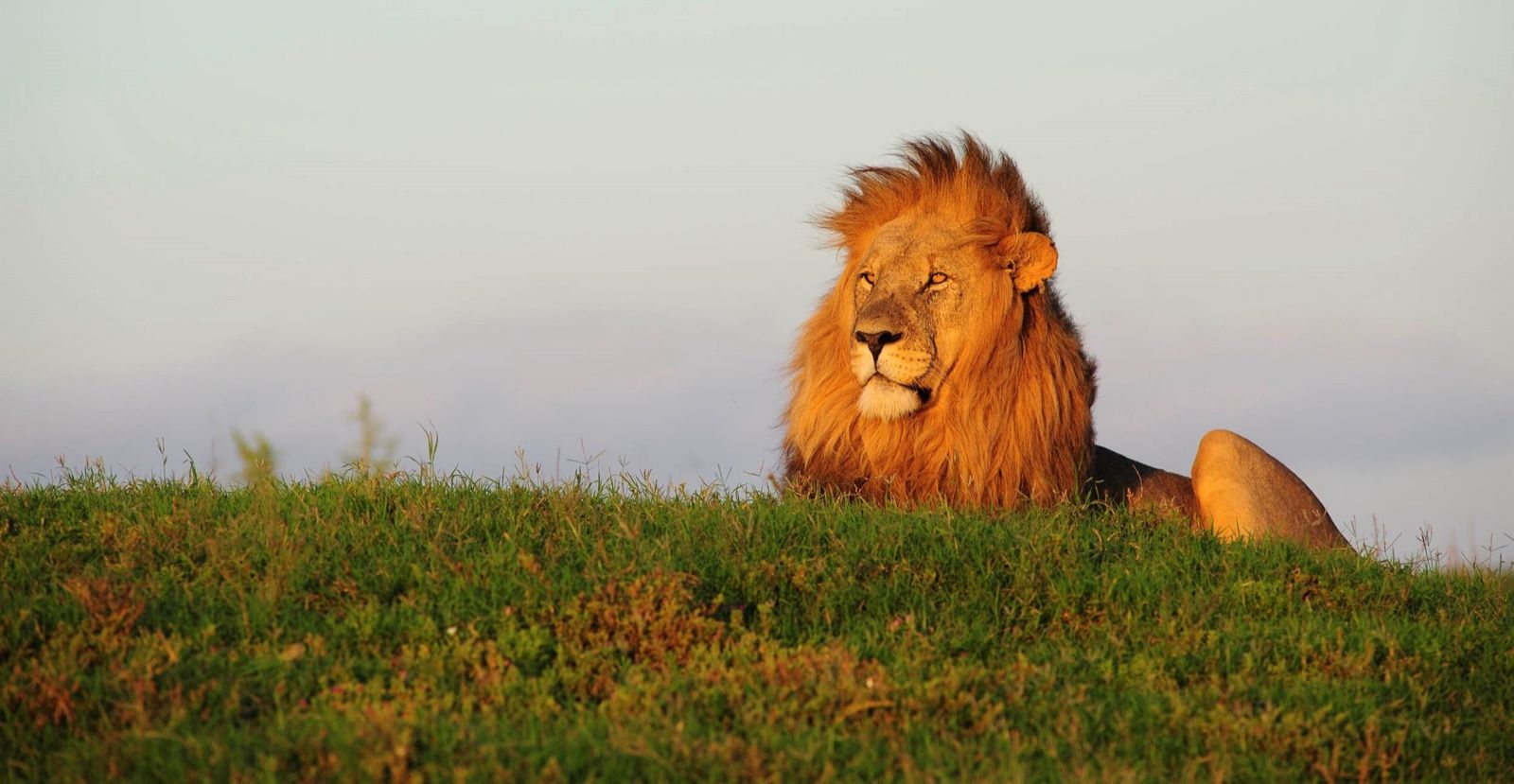 A male lion with a golden mane lying in the grass at Shamwari