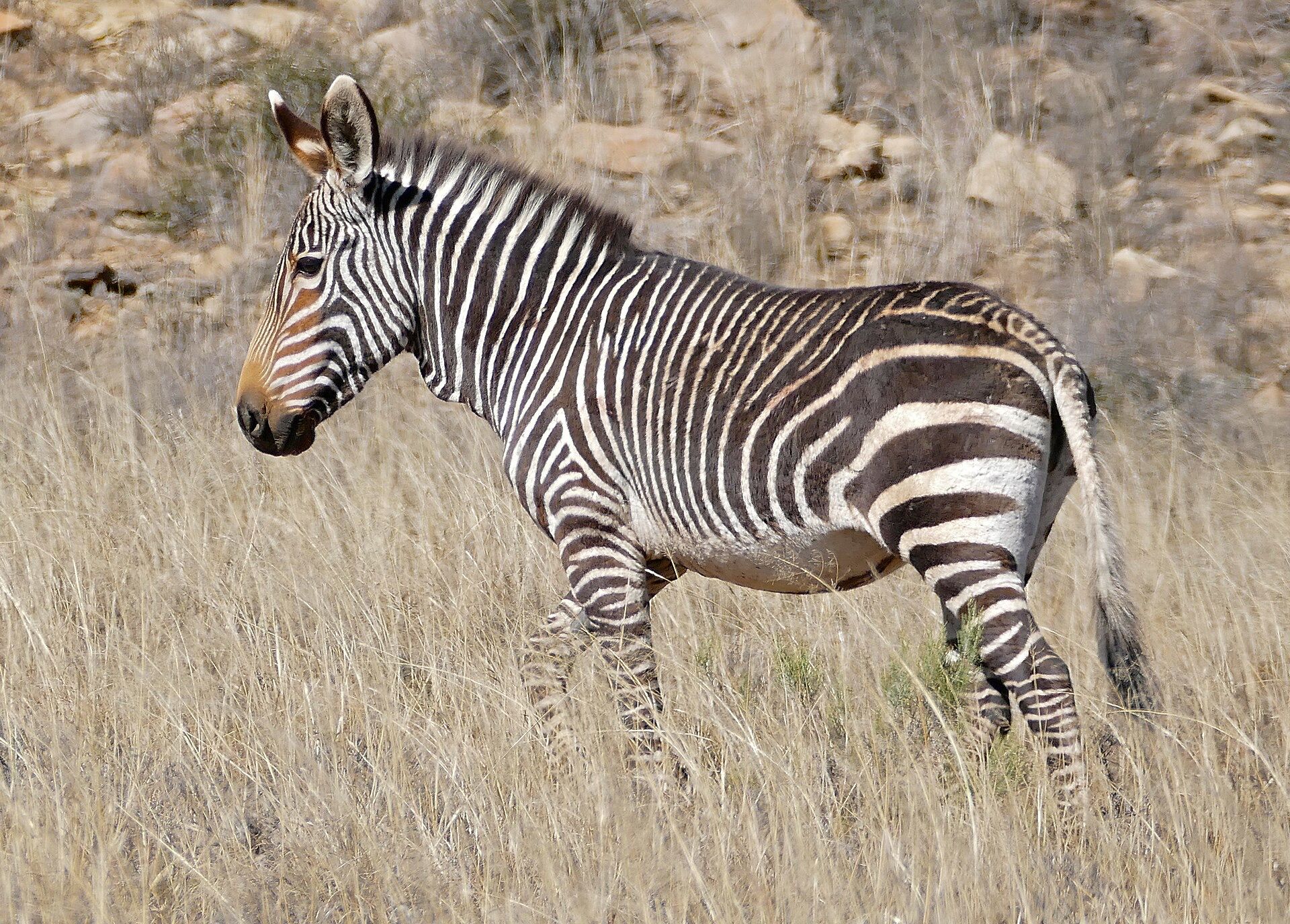 A Cape mountain zebra in dry grass below a rocky slope