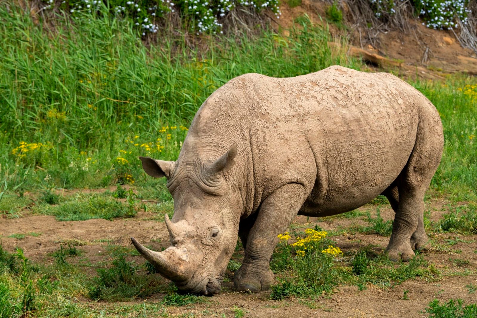 A white rhino grazing on green grass at Shamwari