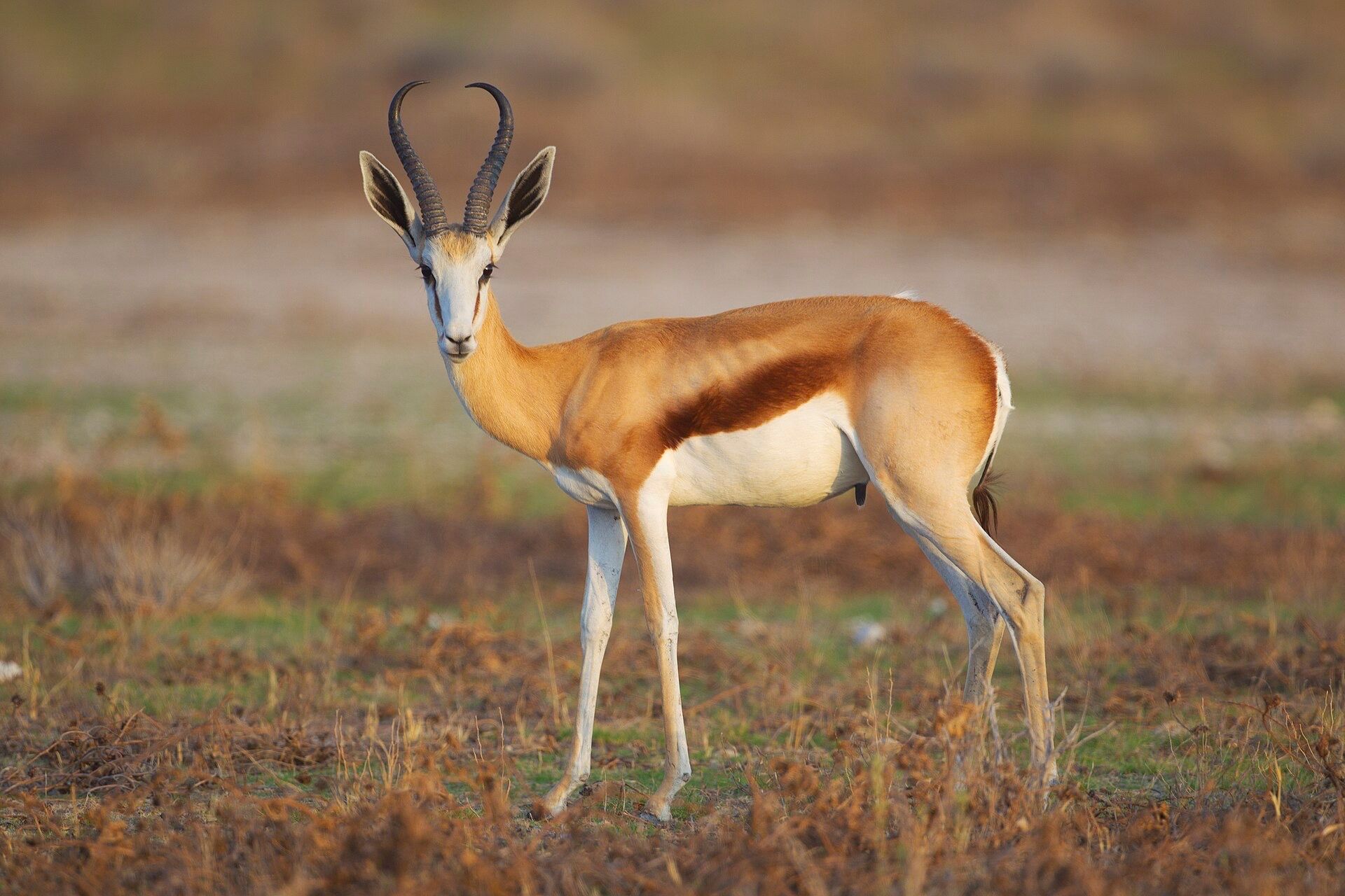 A springbok ram standing on open veld