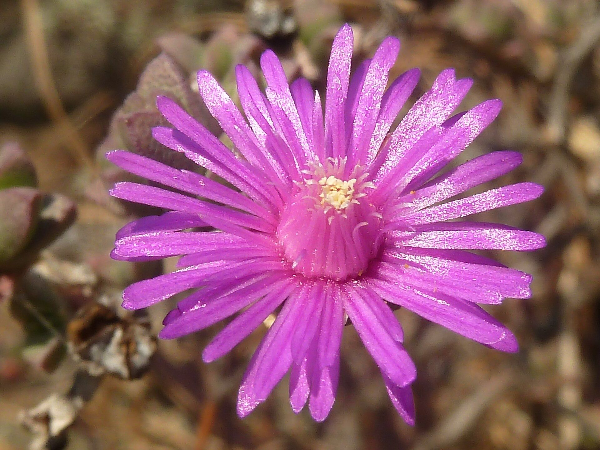 A bright pink vygie flower